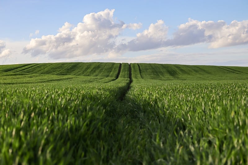 Edible Garden Plants