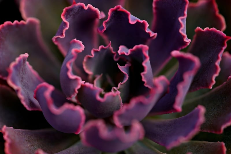 Vertical Succulent Wall